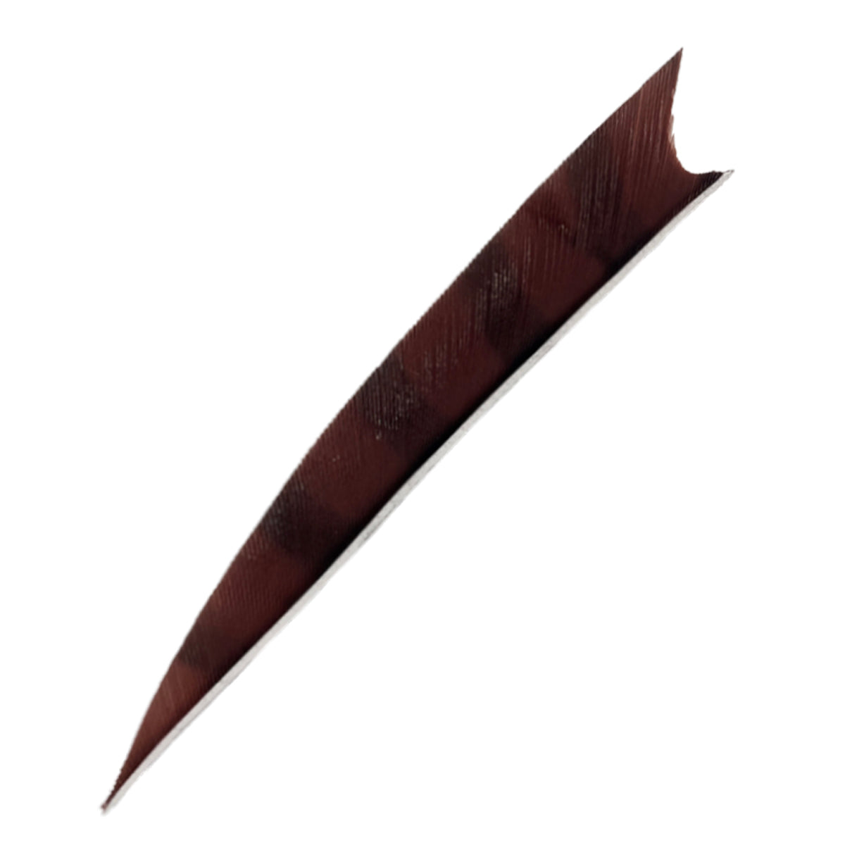 Feder RW Shark