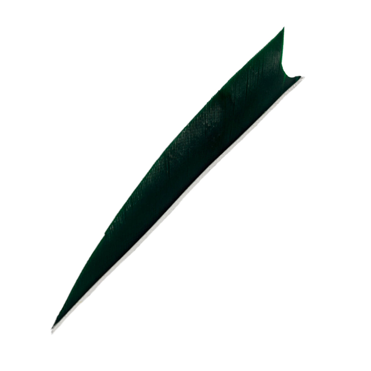 Feder RW Shark