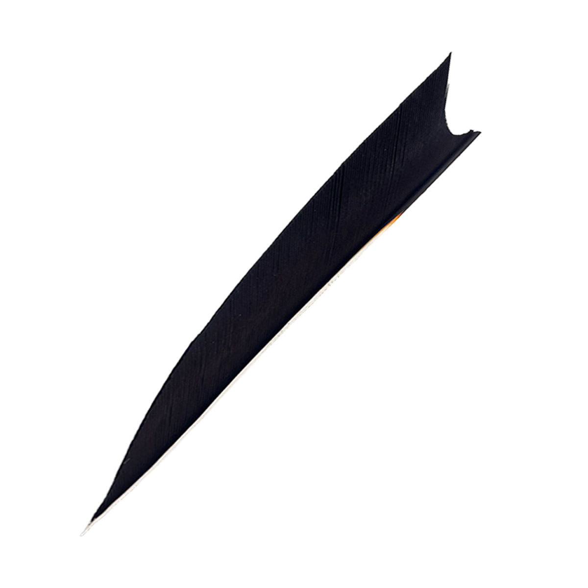 Feder RW Shark